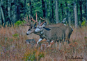 Odocoileus hemionus